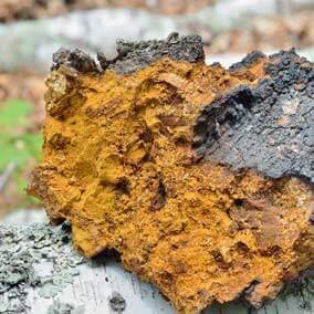 Chaga Mushroom Powder